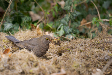 Female common blackbird sitting on ground amidst dry moss collecting lawn clippings and green waste...