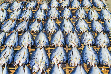  Fish is being prepared by drying in the sun for export abroad. Fish that is being dried in the sun to be salted fish and sold.
