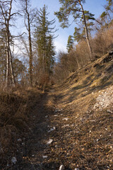 pring Reborn, Wiedergeborene Frühling, Europa, Switzerland, Mountain, Forest, Sunny day, Lonely...