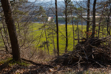 pring Reborn, Wiedergeborene Frühling, Europa, Switzerland, Mountain, Forest, Sunny day, Lonely...