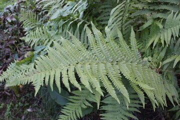 Grüne Blätter, ganz nah. Blätter auf einem Ast in Nahaufnahme. Grüntöne in der Pracht der Natur. Grüne Strauch Pflanze. Verzweigter Farn. Blätter von Laubbäumen. Der natürliche Hintergrund ist schön.