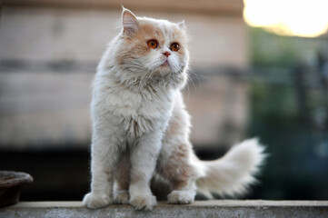 Obraz premium beautiful Cat