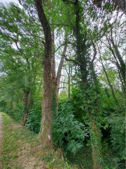Grün im Spätsommer. Rasen mit blühenden Büsche. Unkraut in Nahaufnahme. Sträuchern entlang einen Wald. Bäume mit üppigem Kröne. Die grünen Blätter sind hell und sehen frisch aus.