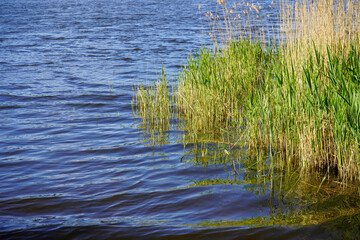 Fototapeta na wymiar Reeds growing in a lake 