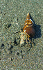 Hermit Crab on the beach. Wildlife Beach, Hermit Crab, Animal Shell, Seashell White Beach Macro Sunny Day.