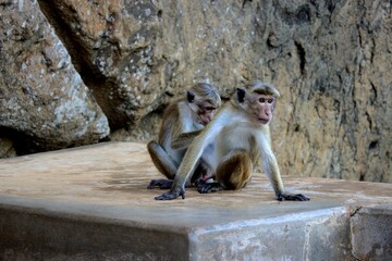 Toilette des singes au sri lanka