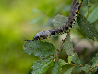 Grass Snake Climbing up a Bush