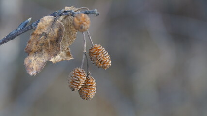 Cones on a tree