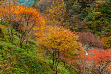 秘境！瀬戸川渓谷の紅葉