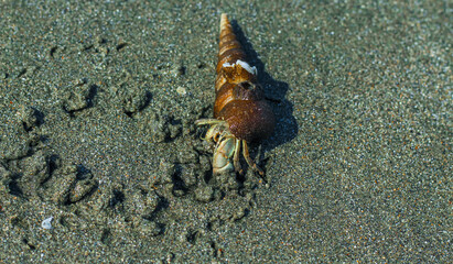 Hermit Crab on the beach. Wildlife Beach, Hermit Crab, Animal Shell, Seashell White Beach Macro Sunny Day.