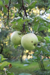 Äpfel auf einem Ast. Ast mit Früchten. Die Früchte sind reif und erntereif. Obstgarten im Herbst. Bio-Lebensmittel ohne Pestizide. Bio-Obst mit Spuren von Würmern. Birne auf hellgrünem Hintergrund. 