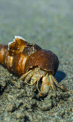 Hermit Crab on the beach. Wildlife Beach, Hermit Crab, Animal Shell, Seashell White Beach Macro Sunny Day.