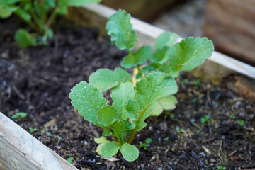 Close up of radishes growing 