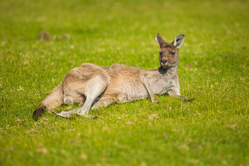 Naklejka na ściany i meble Western Grey Kangaroo (Macropus fuliginosus) lying in grass