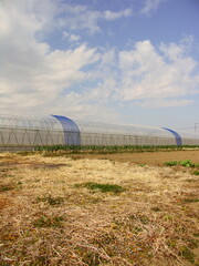 早春の野菜畑とビニールハウスのある風景