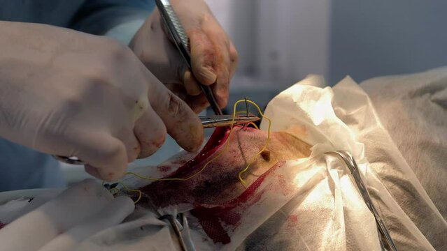 Two veterinarians perform abdominal surgery.Veterinarians perform surgery on a dog on the operating table at a local clinic.Dachshund in veterinary surgery.Veterinarians perform surgery on a dog.Blood