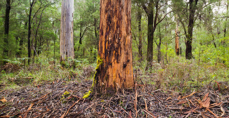 Panorama image of a dense Eucalyptus forest with Karri trees (Eucalyptus diversicolor) in Warren...