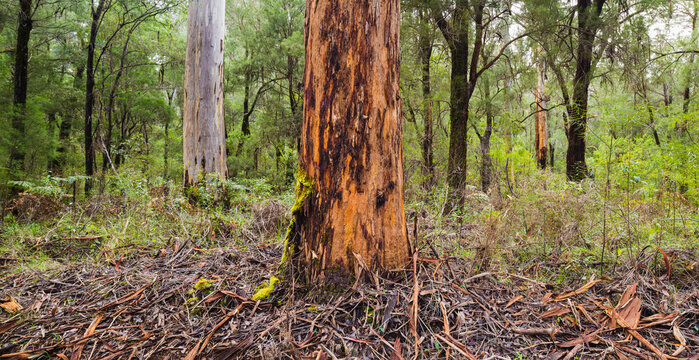 Panorama image of a dense Eucalyptus forest with Karri trees (Eucalyptus diversicolor) in Warren national Park, Western Australia
