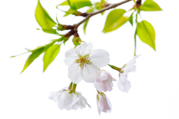Naklejka na ściany i meble 桜と葉