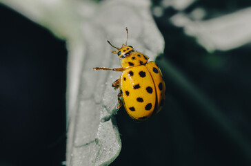 Escarabajo amarillo lunares negros