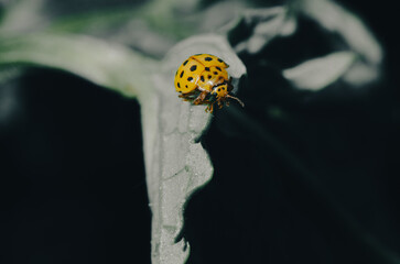 Escarabajo amarillo lunares negros