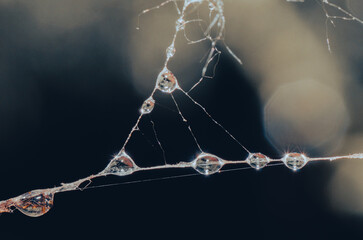Gotas en tela de araña