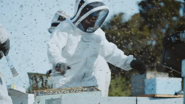 Professional Beekeepers At Work Moving Bee Hive Wooden Boxes, New Zealand