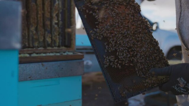 Beekeeper apiarist holding and inspecting honey comb beehive frame covered in bees