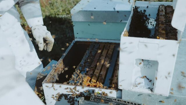 Beekeeper putting back hive frames into box, queen excluder, bees swarming around
