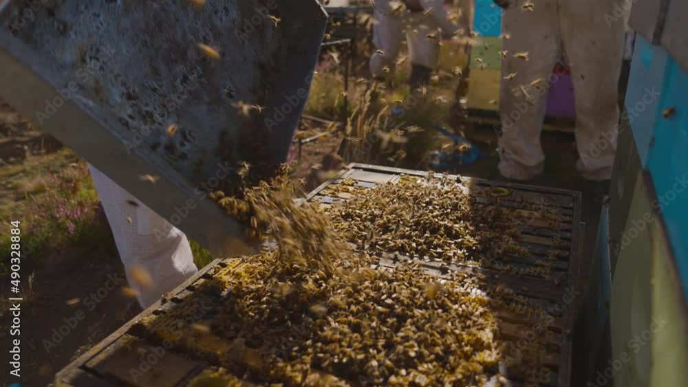 Poster putting swarm of bees back into modern langstroth hive, apiculture