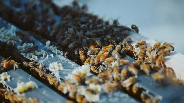 Honey bees swarming in open hive, worker bees between wooden frames, bee space