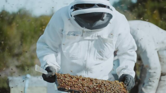 Beekeeper controlling Manuka honey bee hive frame in apiary