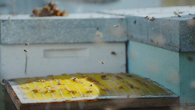 Beekeeper puts queen excluder and top lid on wooden bee hive box, bees flying