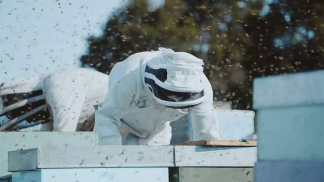 Apiarist protective suit inspecting Langstroth bee hive boxes on sunny day, bees swarming