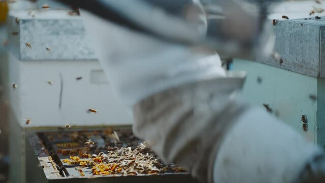 Beekeeper closing lid on Langstroth bee hive, bees flying around, close up