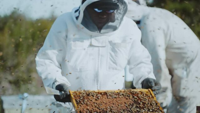 Beekeeper inspecting Manuka honey bee comb frame pulled from Langstroth hive