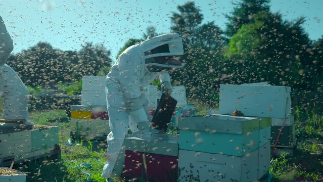 Swarm of bees flying around person in protective full white suit in apiary