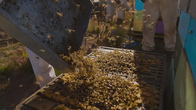 Putting swarm of bees back into modern Langstroth hive, apiculture