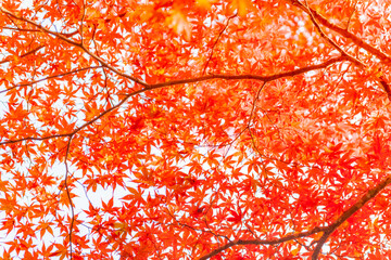 滑床渓谷の紅葉