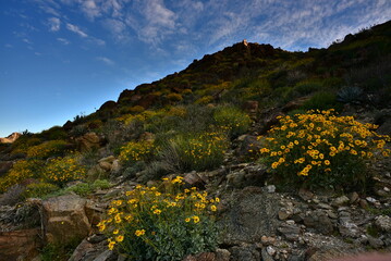 Palm Desert California