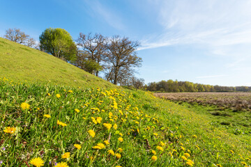 Hillside with dandelions in the meadow