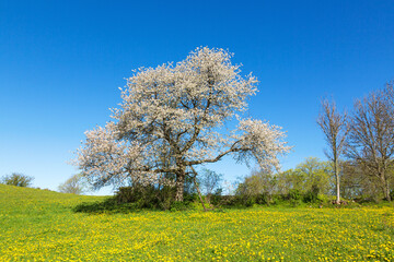 Obraz premium Flowering old cherry tree on a blossoming meadow