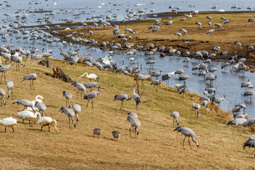 Fototapeta na wymiar Migratory Cranes and Whooper swans at the lake hornborgasjon in Sweden in the spring