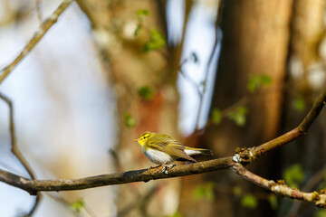 Wood Warbler in a tree