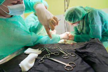 Real abdominal surgery on a cat in a hospital setting