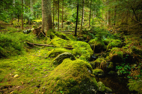 moss covered rocks and creek in the forest
