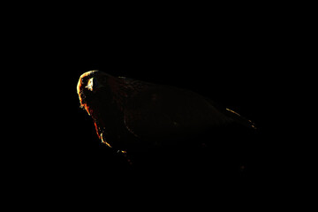Golden eagle contour isolated on black background