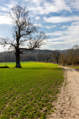Obraz premium Lone tree on a footpath just outside of Chiddingstone in Kent, England 