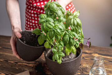 Woman in a red apron is transplanting green basil seedlings into a larger pot and taking care of them. Concept of gardening, agriculture, spring