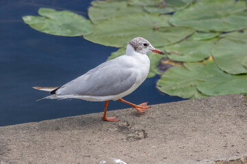 Seagull on a rock